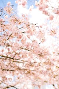 white cherry blossom tree during daytime